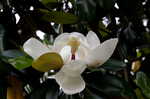 Southern magnolia